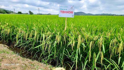 GIỐNG LÚA ĐẸP THẾ NÀY SAO GIỜ THAIBINH SEED MỚI ĐƯA VỀ?