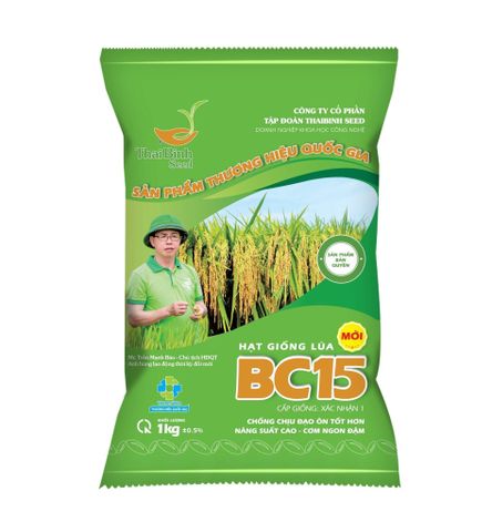 BC15 – “HOA HẬU” LÚA THUẦN TRONG LÒNG NÔNG DÂN VIỆT.