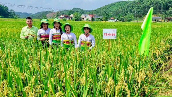 GIỮA MƯA GIÔNG XỨ THANH, TBH456 VẪN ĐỨNG VỮNG TRÊN RUỘNG BÀ CON DÂN TỘC MƯỜNG, THÁI