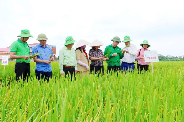 “RA ĐỒNG THĂM LÚA THAIBINH SEED, BÀ CON HẢI PHÒNG CHỈ BIẾT GẬT GÙ: NĂM NAY LẠI THẮNG LỚN RỒI!”