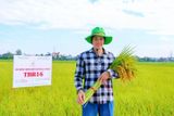 BÔNG DÀY KÍN, SẠCH SÂU BỆNH – BỘ GIỐNG MỚI THAIBINH SEED ĐANG “GÂY SỐT” KHẮP ĐỒNG RUỘNG VIỆT.