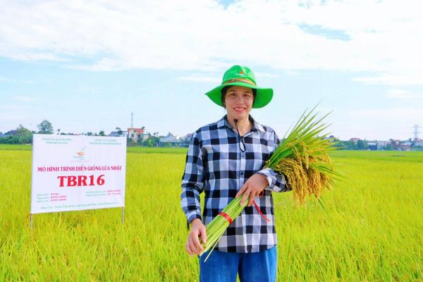 BÔNG DÀY KÍN, SẠCH SÂU BỆNH – BỘ GIỐNG MỚI THAIBINH SEED ĐANG “GÂY SỐT” KHẮP ĐỒNG RUỘNG VIỆT.