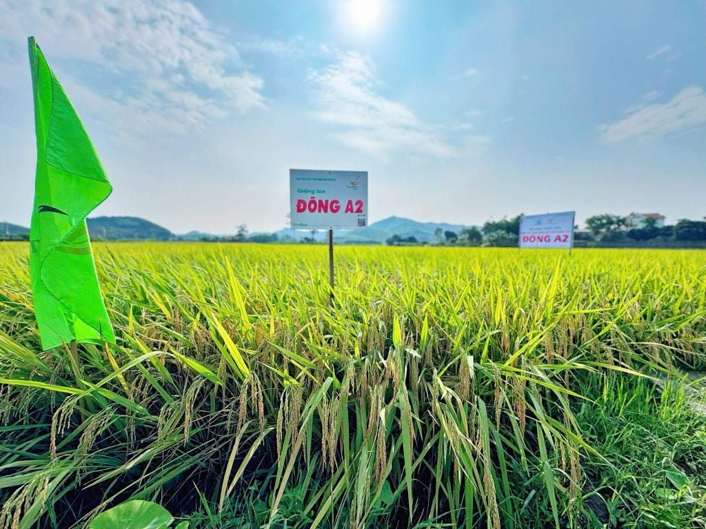 NHIỀU RUỘNG ĐẠT TRÊN 70 TẠ/HA, TBR97 & ĐÔNG A2 TRỞ THÀNH TÂM ĐIỂM TẠI THÁI NGUYÊN