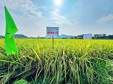 NHIỀU RUỘNG ĐẠT TRÊN 70 TẠ/HA, TBR97 & ĐÔNG A2 TRỞ THÀNH TÂM ĐIỂM TẠI THÁI NGUYÊN