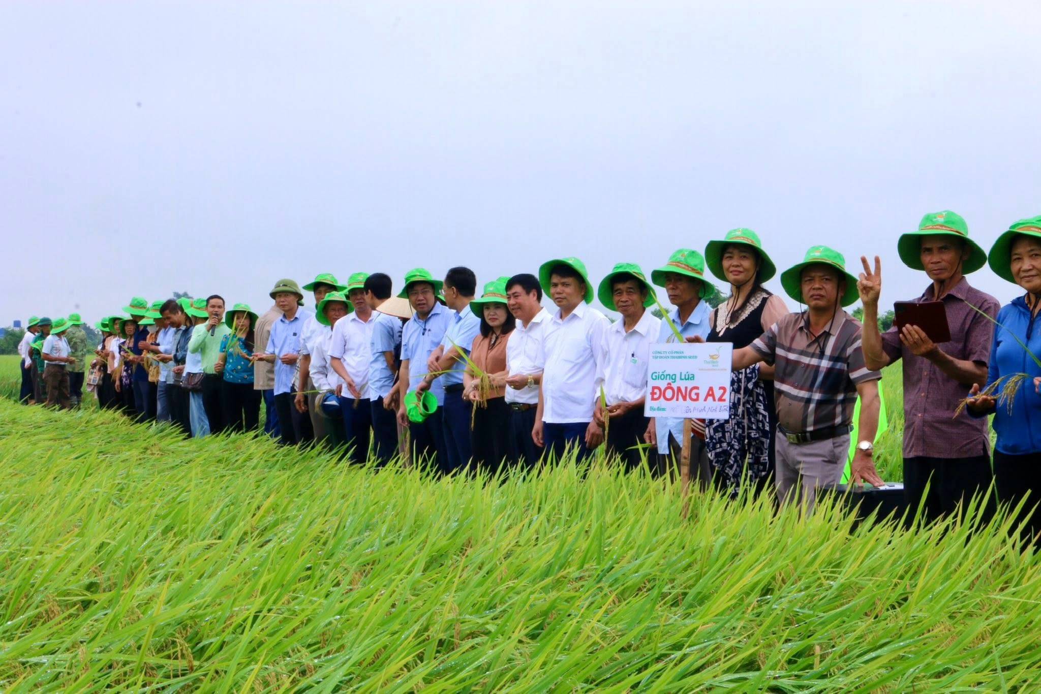 TBR97, ĐÔNG A2, TBR88 – BỘ BA GIỐNG LÚA “HỢP ĐỒNG ĐẤT” LIÊN MINH, MỞ THÊM LỰA CHỌN CHO NÔNG DÂN NINH BÌNH.