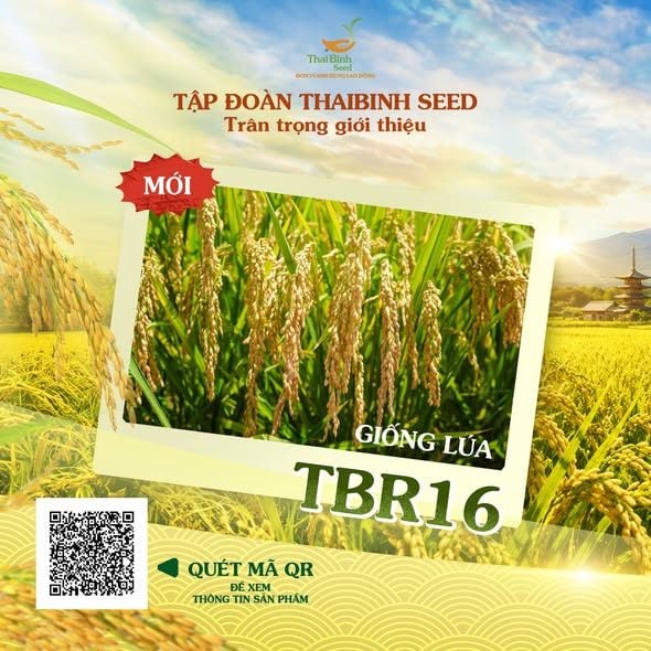 THAIBINH SEED GIỚI THIỆU ĐẾN BÀ CON GIỐNG LÚA JAPONICA TBR16 (LÚA NHẬT) – DỄ CANH TÁC, GẠO NGON, HIỆU QUẢ CAO