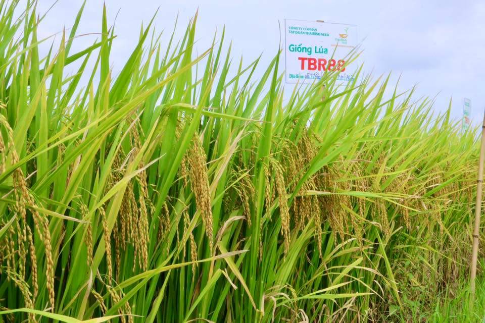 MƯA GIÓ KHÔNG QUẬT NGÃ ĐƯỢC MÙA VÀNG: TBR16 Ở BẮC NINH & TBR88 TẠI HẢI PHÒNG GÂY ẤN TƯỢNG TRÊN ĐỒNG RUỘNG.
