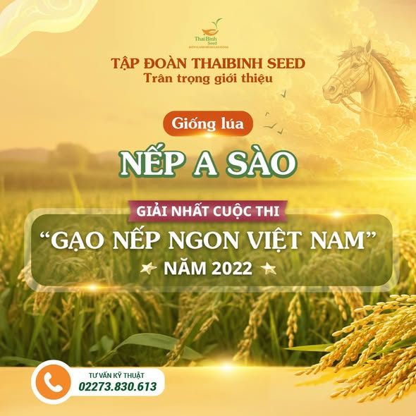 NẾP A SÀO – GIỐNG NẾP “ĐƯỢC MÙA, ĐƯỢC GIÁ” BÀ CON KHÔNG NÊN BỎ QUA TRONG VỤ HÈ THU 2026