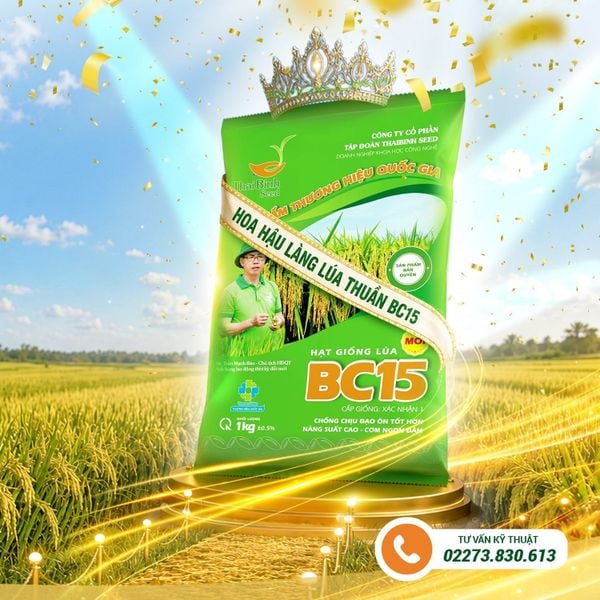 VỤ HÈ THU 2026: BÀ CON KHÔNG THỂ BỎ QUA BC15 – GIỐNG LÚA “GIỮ PHONG ĐỘ” TRÊN ĐỒNG RUỘNG.