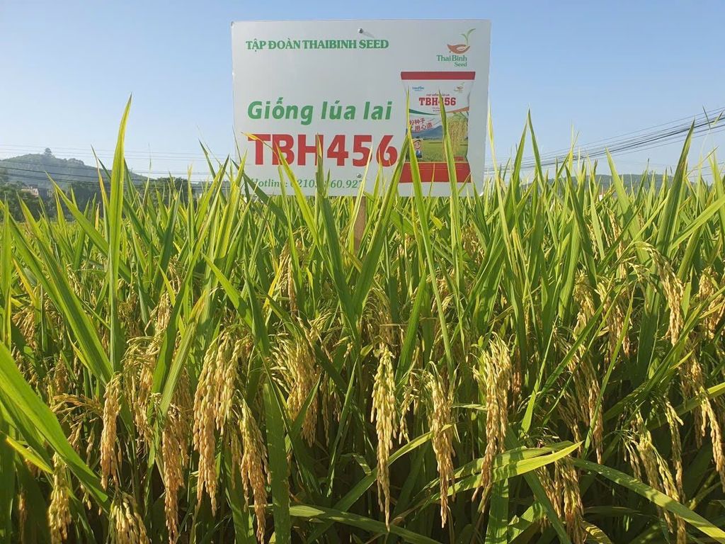 TBH456, TBR125 VÀ ĐÔNG A2 KHẲNG ĐỊNH TIỀM NĂNG TẠI PHÚ THỌ, TBH456 NỔI BẬT VỚI MỨC LỢI NHUẬN CAO NHẤT.