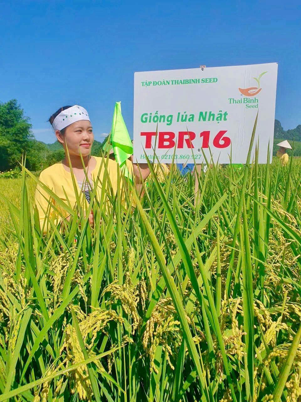 TỪ ĐẤT ĐỒI PHÚ THỌ ĐẾN ĐỒNG BẰNG BẮC NINH – TBR97 VÀ TBR16 KHẲNG ĐỊNH GIÁ TRỊ GIỐNG LÚA THAIBINH SEED.
