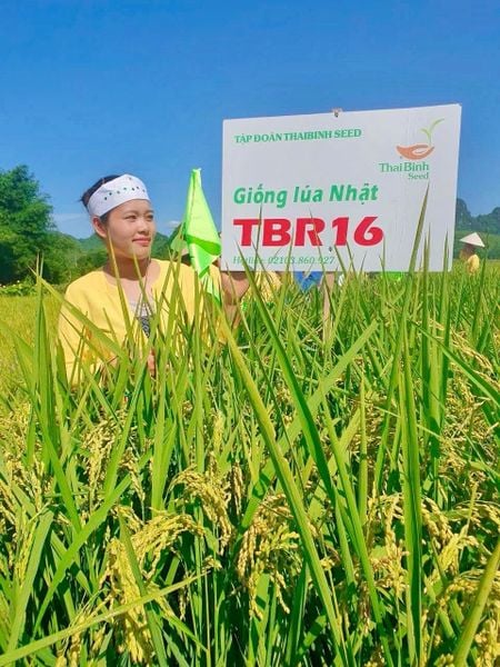 TỪ ĐẤT ĐỒI PHÚ THỌ ĐẾN ĐỒNG BẰNG BẮC NINH – TBR97 VÀ TBR16 KHẲNG ĐỊNH GIÁ TRỊ GIỐNG LÚA THAIBINH SEED.