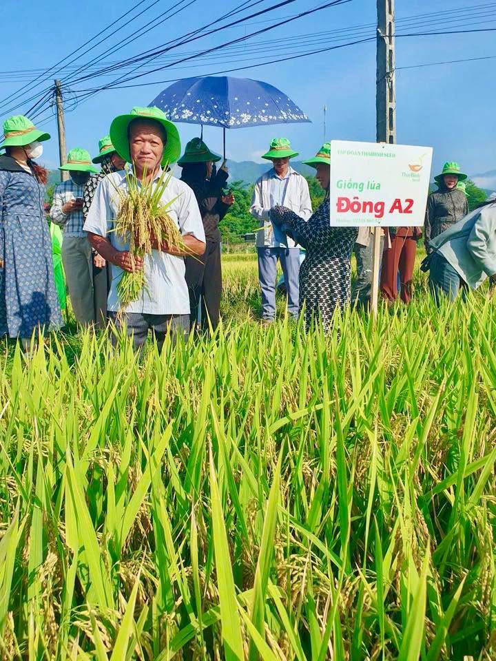 TỪ VỤ XUÂN THẮNG LỚN ĐẾN VỤ HÈ THU KỲ VỌNG: NÔNG DÂN PHÙ YÊN TIN CHỌN THAIBINH SEED
