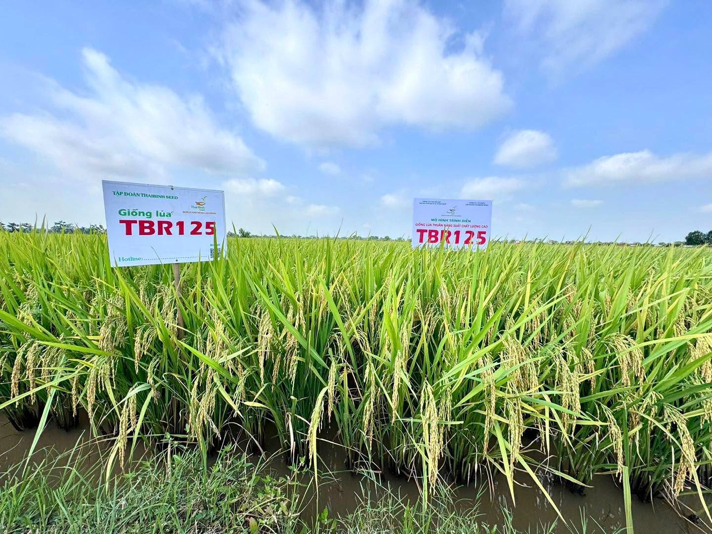 TBR125 VÀ ĐÔNG A2 CHINH PHỤC ĐỒNG ĐẤT CHUYÊN MỸ