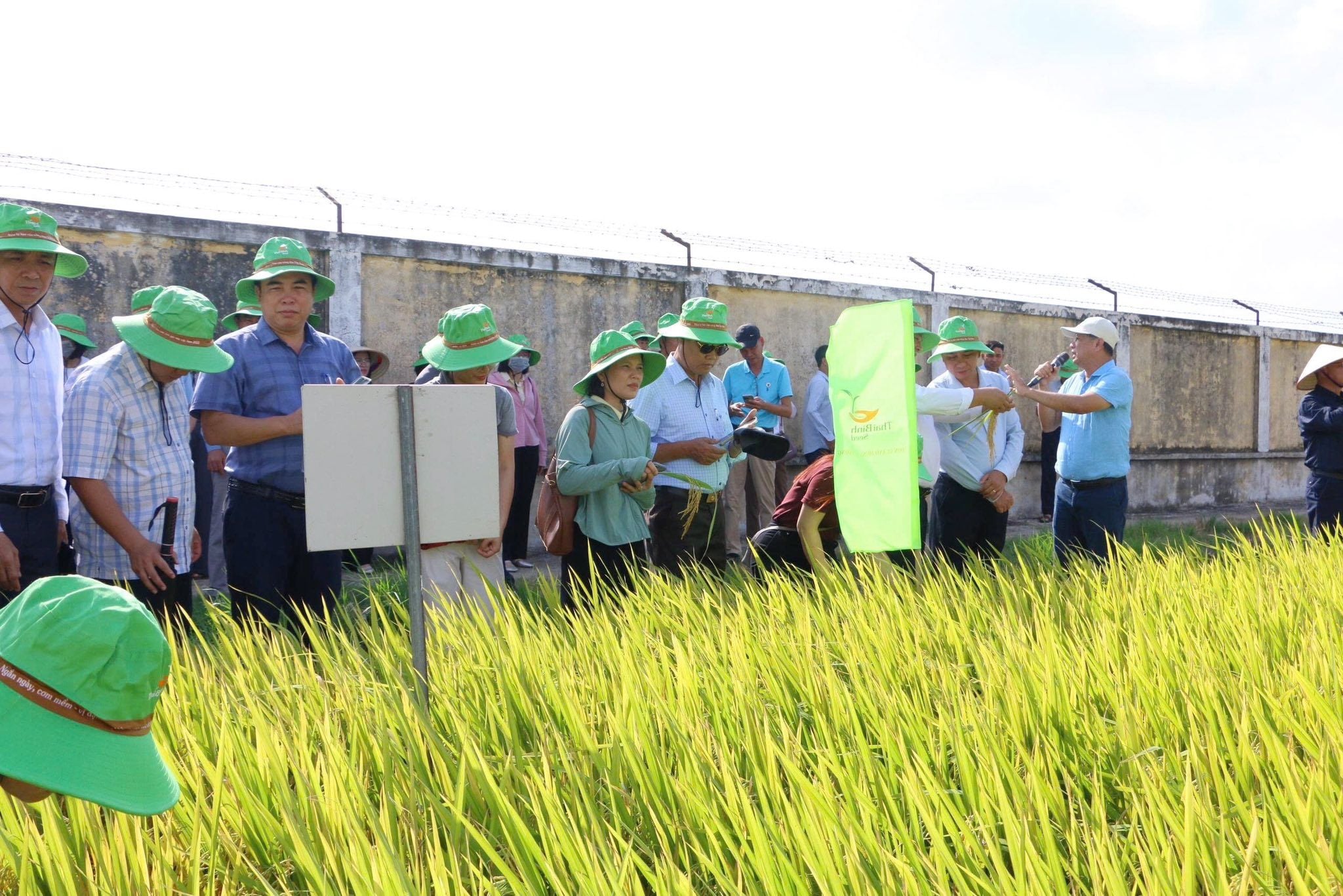 THAIBINH SEED ĐÓN TIẾP ĐOÀN CÔNG TÁC TỈNH HƯNG YÊN THĂM QUAN HỆ THỐNG KHẢO NGHIỆM GIỐNG LÚA VÀ CÁC MÔ HÌNH CANH TÁC TIÊN TIẾN.