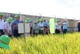 THAIBINH SEED ĐÓN TIẾP ĐOÀN CÔNG TÁC TỈNH HƯNG YÊN THĂM QUAN HỆ THỐNG KHẢO NGHIỆM GIỐNG LÚA VÀ CÁC MÔ HÌNH CANH TÁC TIÊN TIẾN.