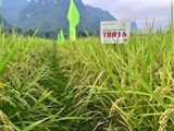 ĐẤT VÕ NHAI “HỢP” LÚA NHẬT- TBR16 XUẤT SẮC GHI ĐIỂM VỚI NÔNG DÂN THÁI NGUYÊN NGAY TỪ VỤ ĐẦU.