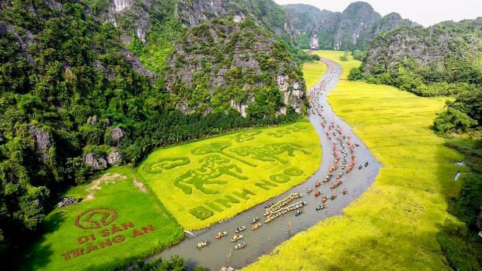 THÁI XUYÊN 111 – GIỐNG LÚA LAI KIẾN TẠO BỨC TRANH KHỔNG LỒ “SONG MÃ CHẦU BÁO CÔNG” GIỮA DI SẢN TAM CỐC – BÍCH ĐỘNG