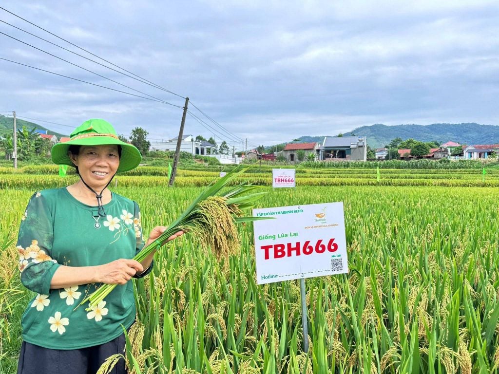 TBH666 – GIỐNG LÚA LAI MỚI CỦA THAIBINH SEED GÂY CHÚ Ý NGAY TỪ VỤ KHẢO NGHIỆM ĐẦU TIÊN TẠI BẮC NINH