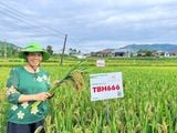 TBH666 – GIỐNG LÚA LAI MỚI CỦA THAIBINH SEED GÂY CHÚ Ý NGAY TỪ VỤ KHẢO NGHIỆM ĐẦU TIÊN TẠI BẮC NINH