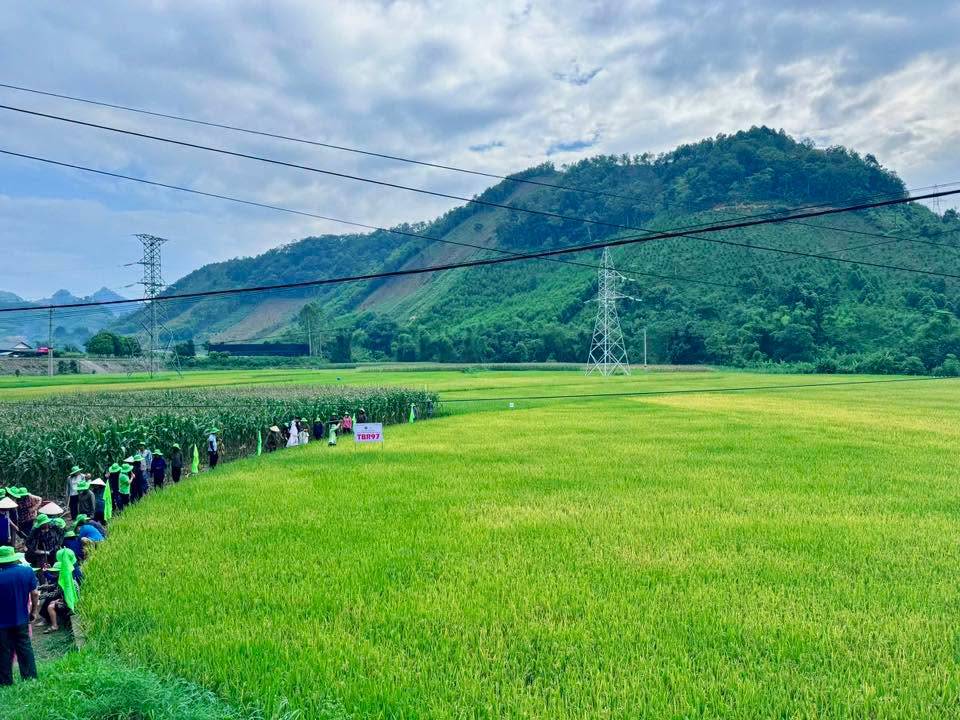 TBR97 GIÚP GIẢM CHI PHÍ SẢN XUẤT, TBR16 ĐẢM BẢO ĐẦU RA ỔN ĐỊNH: HIỆU QUẢ THỰC TẾ KHIẾN NHÀ NÔNG THÁI NGUYÊN, BẮC NINH TIN CHỌN GIỐNG LÚA THAIBINH SEED