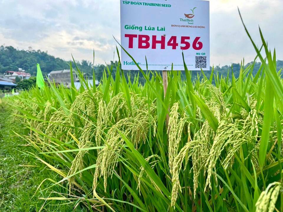 NĂNG SUẤT VƯỢT 70 TẠ/HA: BỘ ĐÔI LÚA LAI TBH456 VÀ QL301 TRỞ THÀNH LỰA CHỌN HÀNG ĐẦU CỦA NHÀ NÔNG