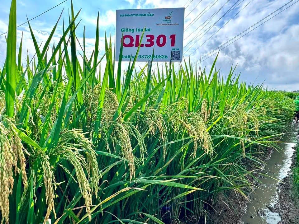 CONFIRMING THE PROSPECTUS OF TWO HYBRID RICE VARIETIES, TBH456 AND QL301, IN THE CAO BANG FIELD.