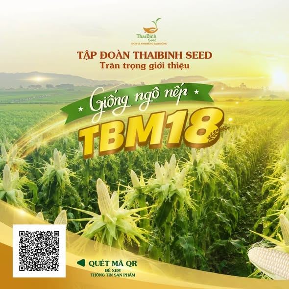 TBM18 – GIỐNG NGÔ ĐÁP ỨNG TRỌN VẸN MỌI KỲ VỌNG CỦA BÀ CON