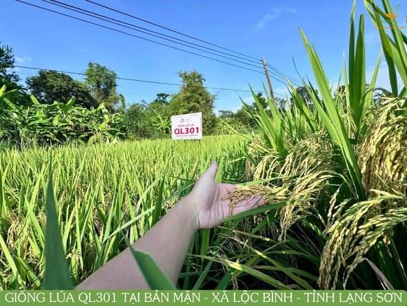 “BẢN CHÚNG TÔI KẾT QL301 RỒI ĐẤY CÁN BỘ!” – GIỐNG LÚA CHINH PHỤC BÀ CON BẢN MẶN