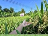 “BẢN CHÚNG TÔI KẾT QL301 RỒI ĐẤY CÁN BỘ!” – GIỐNG LÚA CHINH PHỤC BÀ CON BẢN MẶN