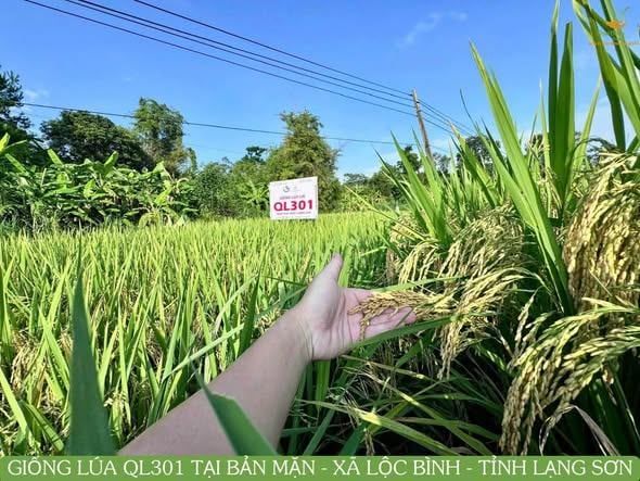 “BẢN CHÚNG TÔI KẾT QL301 RỒI ĐẤY CÁN BỘ!” – GIỐNG LÚA CHINH PHỤC BÀ CON BẢN MẶN