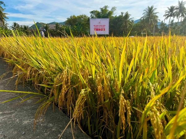 TBR85 MỞ ĐẦU VỤ THU HOẠCH HÈ THU 2026 CỦA THAIBINH SEED VỚI NHỮNG TÍN HIỆU TÍCH CỰC.