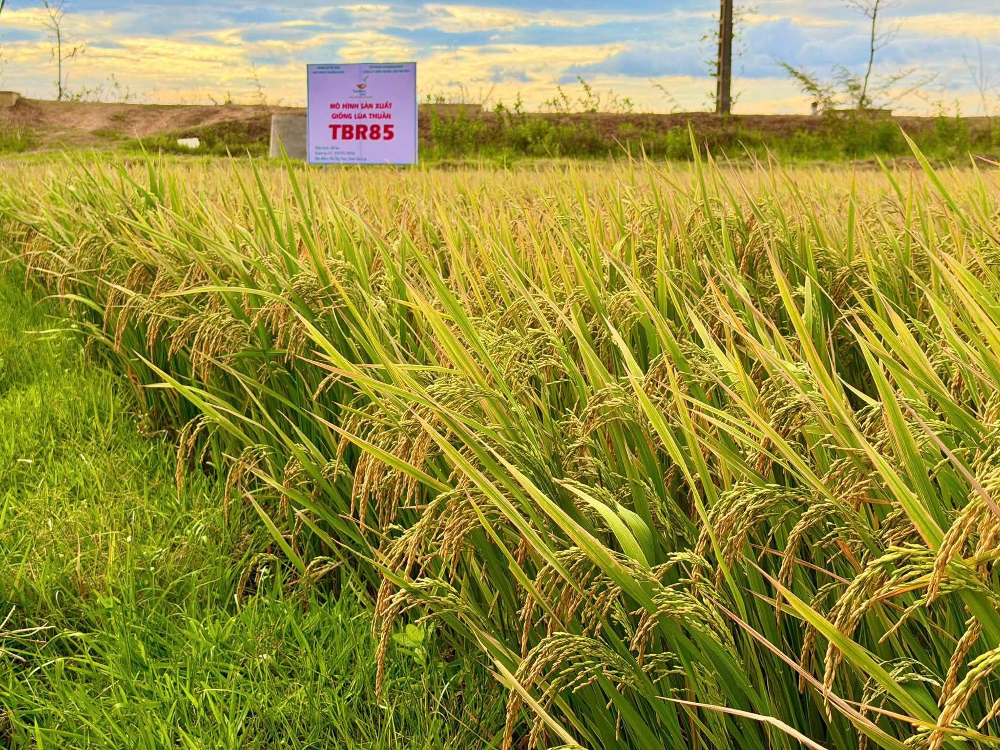 40 HA TBR85 TẠI XÃ TÂY SƠN – TỪ SỰ LỰA CHỌN CỦA NÔNG DÂN ĐẾN KẾT QUẢ TRÊN ĐỒNG RUỘNG