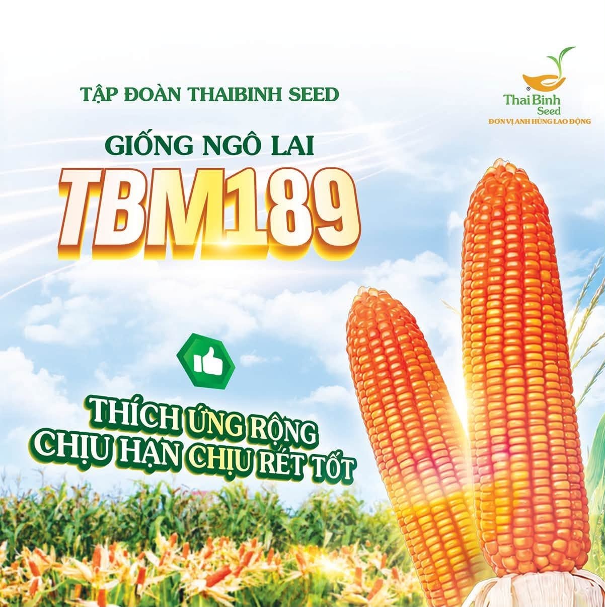 TRỒNG NGÔ VỤ ĐÔNG – THÊM VỤ, THÊM THU NHẬP CÙNG TBM189