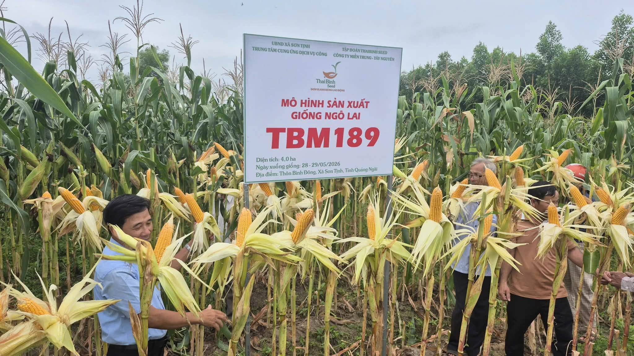VỀ SƠN TỊNH NGẮM NGÔ TBM189: CÂY KHỎE, BẮP ĐẸP, NĂNG SUẤT 9–11 TẤN/HA