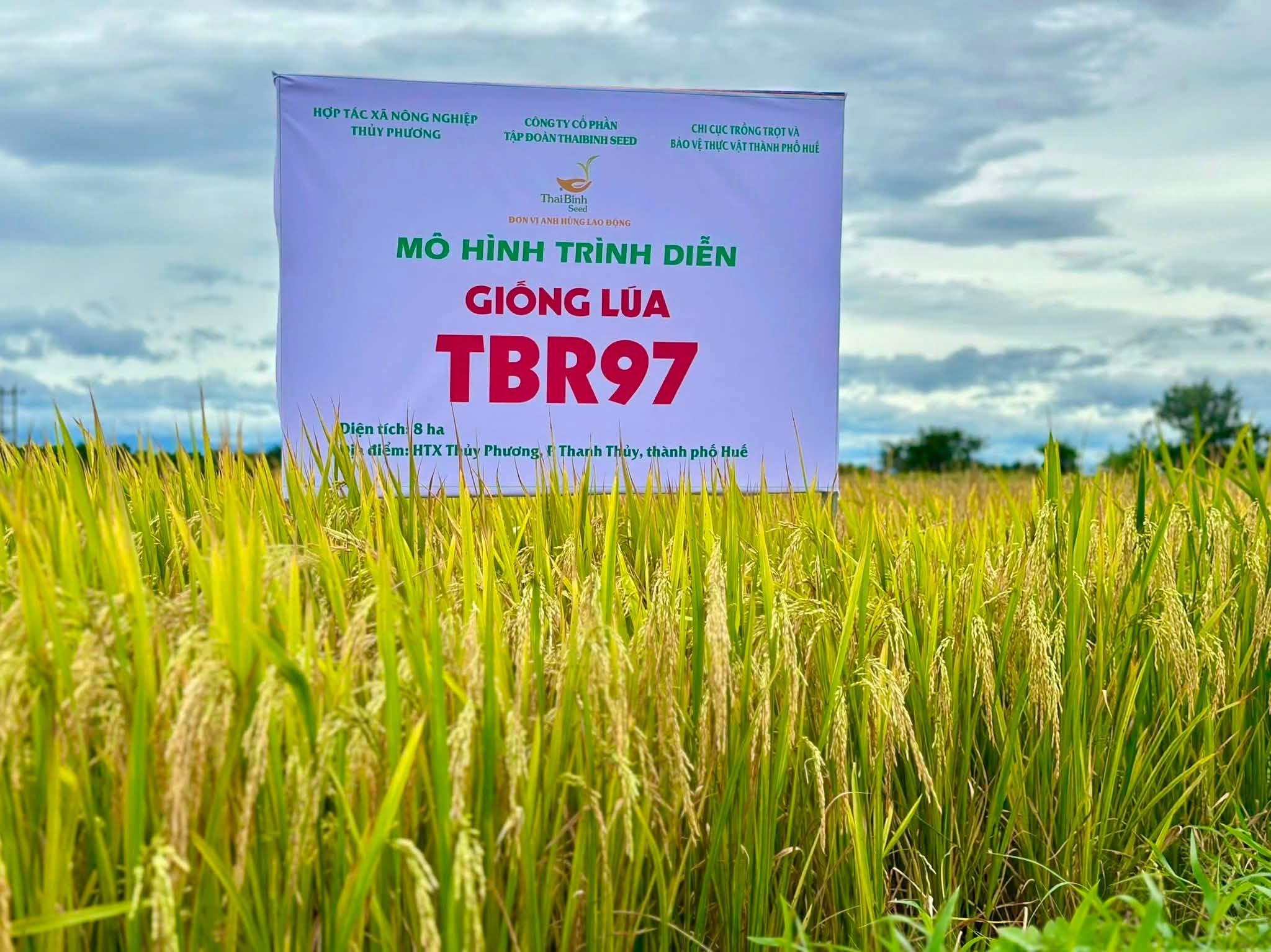 TBR97 TRÊN ĐẤT HUẾ – MÔ HÌNH ĐẦU TIÊN THU HOẠCH SỚM VỤ HÈ THU 2026, GIÚP BÀ CON YÊN TÂM KHI MÙA MƯA BÃO ĐANG ĐẾN GẦN.