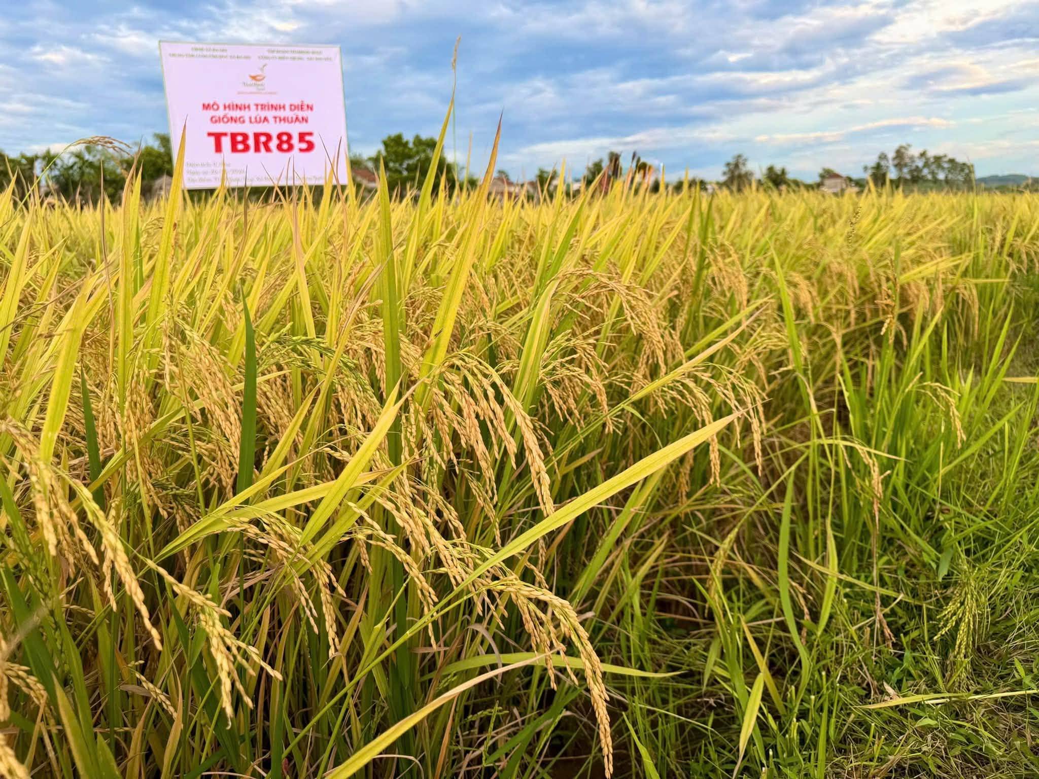 TBR85 – VỮNG CÂY TRÊN ĐỒNG ĐẤT BA GIA, SÁNG GIÁ GIỮA NẮNG NÓNG QUẢNG NGÃI.