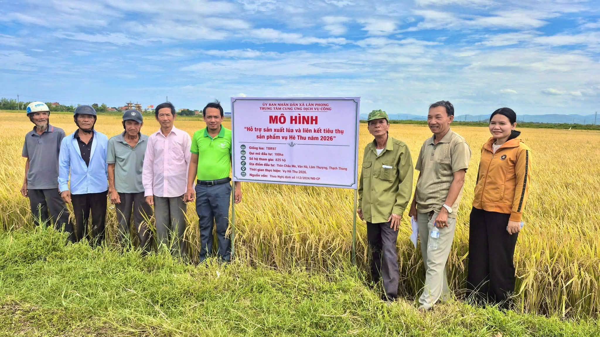 TBR97 TẠI LÂN PHONG: 100 HA CHO NĂNG SUẤT ĐẾN 80 TẠ/HA, BÀ CON THU LỢI NHUẬN TĂNG THÊM KHOẢNG 2 TRIỆU ĐỒNG/HA.