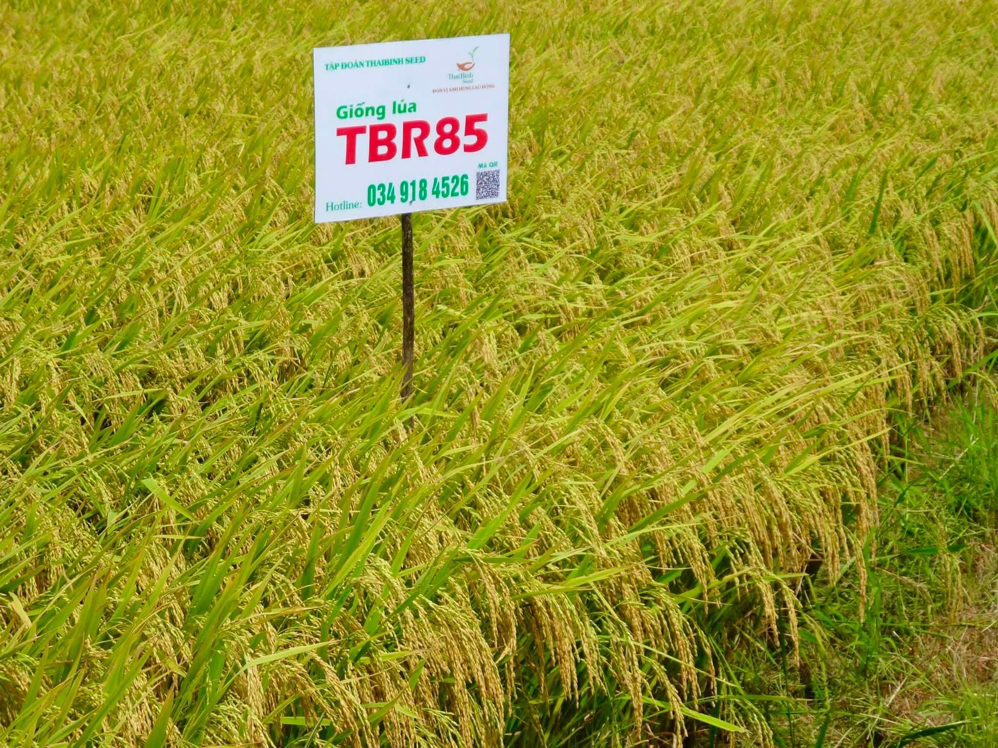 TBR85 – VỮNG VÀNG TRÊN VÙNG ĐẤT VĨ TUYẾN 17, MỞ HƯỚNG SẢN XUẤT HIỆU QUẢ CHO NÔNG DÂN QUẢNG TRỊ