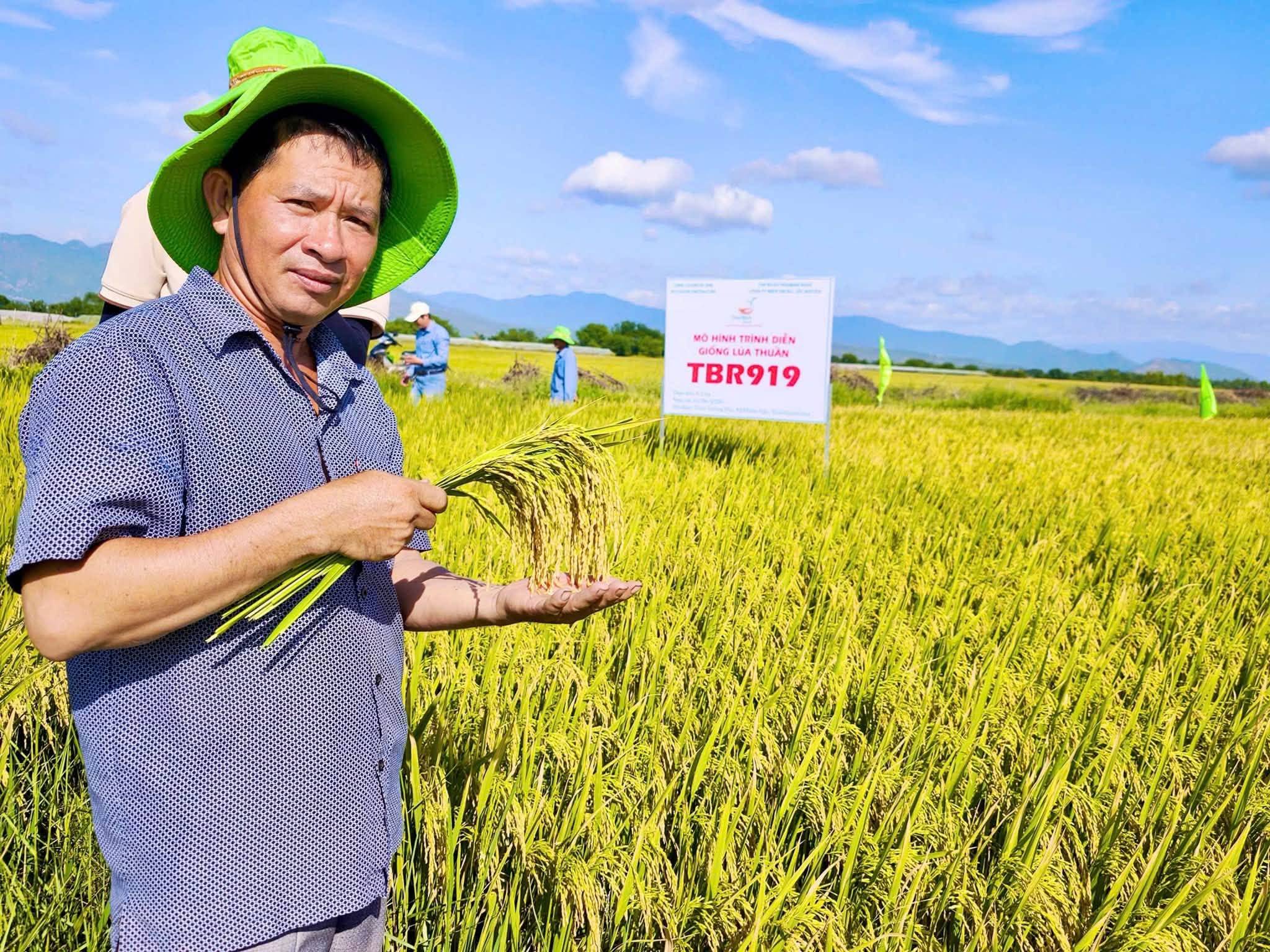 TBR919 – NĂNG SUẤT CAO, RUỘNG ĐẸP CẢ ĐÔNG XUÂN LẪN HÈ THU, MỞ CƠ HỘI BA VỤ/ NĂM.