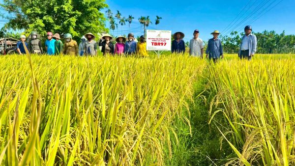 MÔ HÌNH VIETGAP TBR97: GIỐNG LÚA NGẮN NGÀY, NĂNG SUẤT CAO, CHỐNG CHỊU SÂU BỆNH, HƯỚNG ĐẾN SẢN XUẤT NÔNG NGHIỆP XANH VÀ BỀN VỮNG
