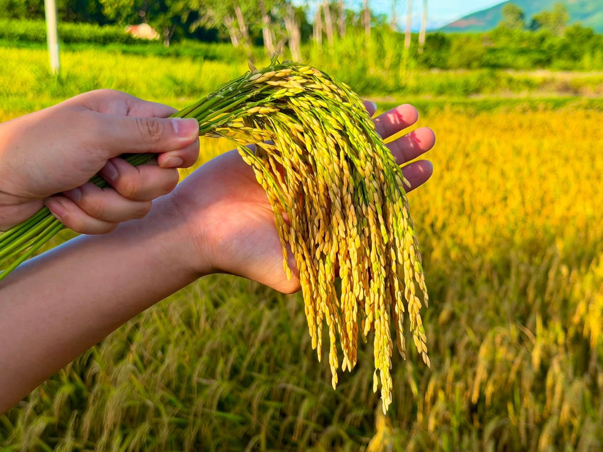 400 KG/SÀO GIỐNG LÚA TBR85- NIỀM VUI CỦA ÔNG PHẠM VĂN ĐƯỜNG TRONG VỤ HÈ THU 2026.