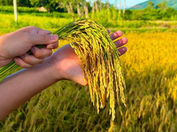 400 KG/SÀO GIỐNG LÚA TBR85- NIỀM VUI CỦA ÔNG PHẠM VĂN ĐƯỜNG TRONG VỤ HÈ THU 2026.