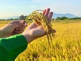GIEO SẠ MUỘN 5–7 NGÀY, TBR97 VẪN TRỖ KỊP, BÔNG VÀNG TRĨU HẠT Ở ĐIỆN BÀN TÂY - TP ĐÀ NẴNG.