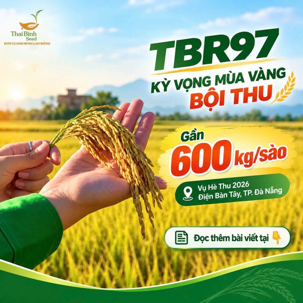 GẦN 600 KG/SÀO TRUNG BỘ – KỲ VỌNG TỪ CÁNH ĐỒNG TBR97 TẠI TP ĐÀ NẴNG