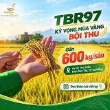 GẦN 600 KG/SÀO TRUNG BỘ – KỲ VỌNG TỪ CÁNH ĐỒNG TBR97 TẠI TP ĐÀ NẴNG