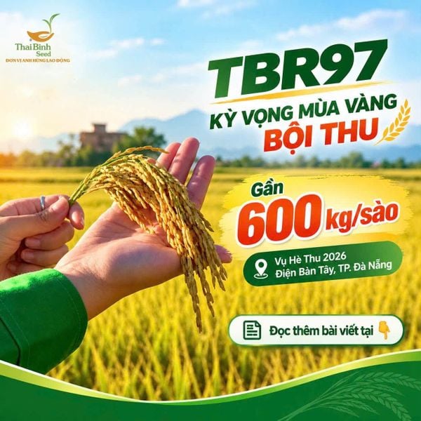 GẦN 600 KG/SÀO TRUNG BỘ – KỲ VỌNG TỪ CÁNH ĐỒNG TBR97 TẠI TP ĐÀ NẴNG