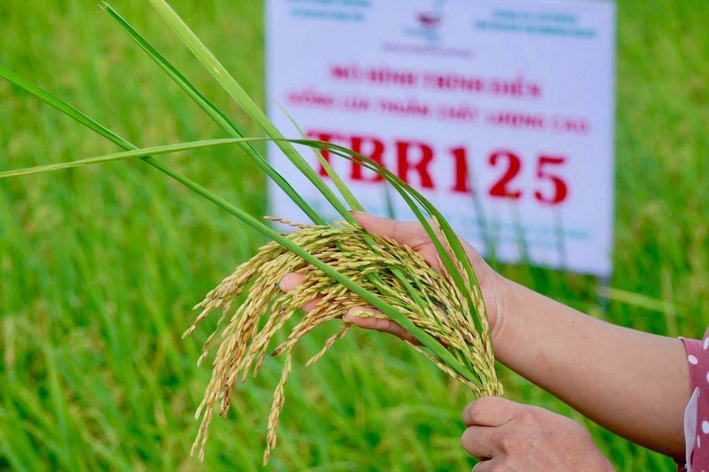 GIÔNG LỐC QUẬT NGÃ NHIỀU DIỆN TÍCH LÚA, TBR125 VẪN ĐỨNG VỮNG – HỨA HẸN BÙNG NỔ VỤ HÈ THU 2026