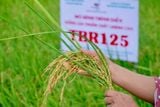 GIÔNG LỐC QUẬT NGÃ NHIỀU DIỆN TÍCH LÚA, TBR125 VẪN ĐỨNG VỮNG – HỨA HẸN BÙNG NỔ VỤ HÈ THU 2026