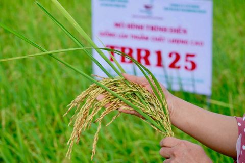 GIÔNG LỐC QUẬT NGÃ NHIỀU DIỆN TÍCH LÚA, TBR125 VẪN ĐỨNG VỮNG – HỨA HẸN BÙNG NỔ VỤ HÈ THU 2026